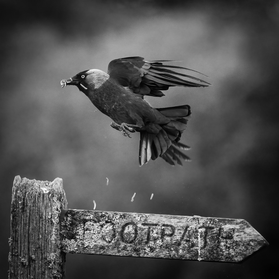 03_Very Greedy Jackdaw